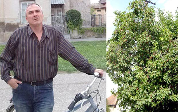 Бере вишње да преживи